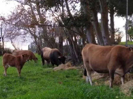 Sagasta Rural - Oviedo