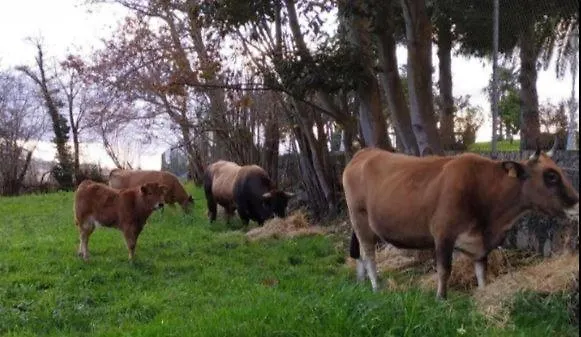 Sagasta Rural - Oviédo